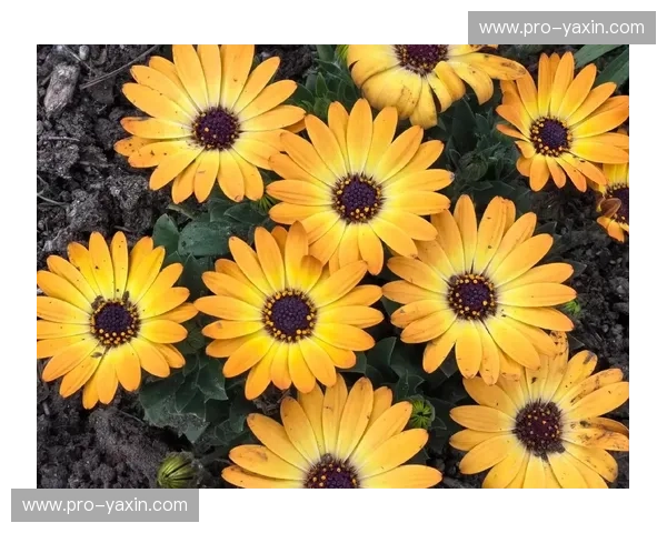 绝杀、争议与宿命的交响：荷兰vs墨西哥，那场关于“郁金香”与“仙人掌”的绿茵史诗